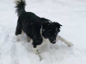 Fabulous character who never realised how big he was.