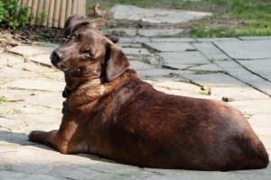 Brin is always checking where I am. Always by my side x